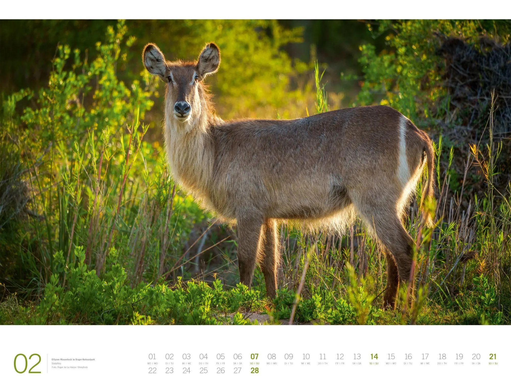 Bild: 9783838437132 | Afrika Gallery Kalender 2027 | Ackermann Kunstverlag GmbH | Kalender