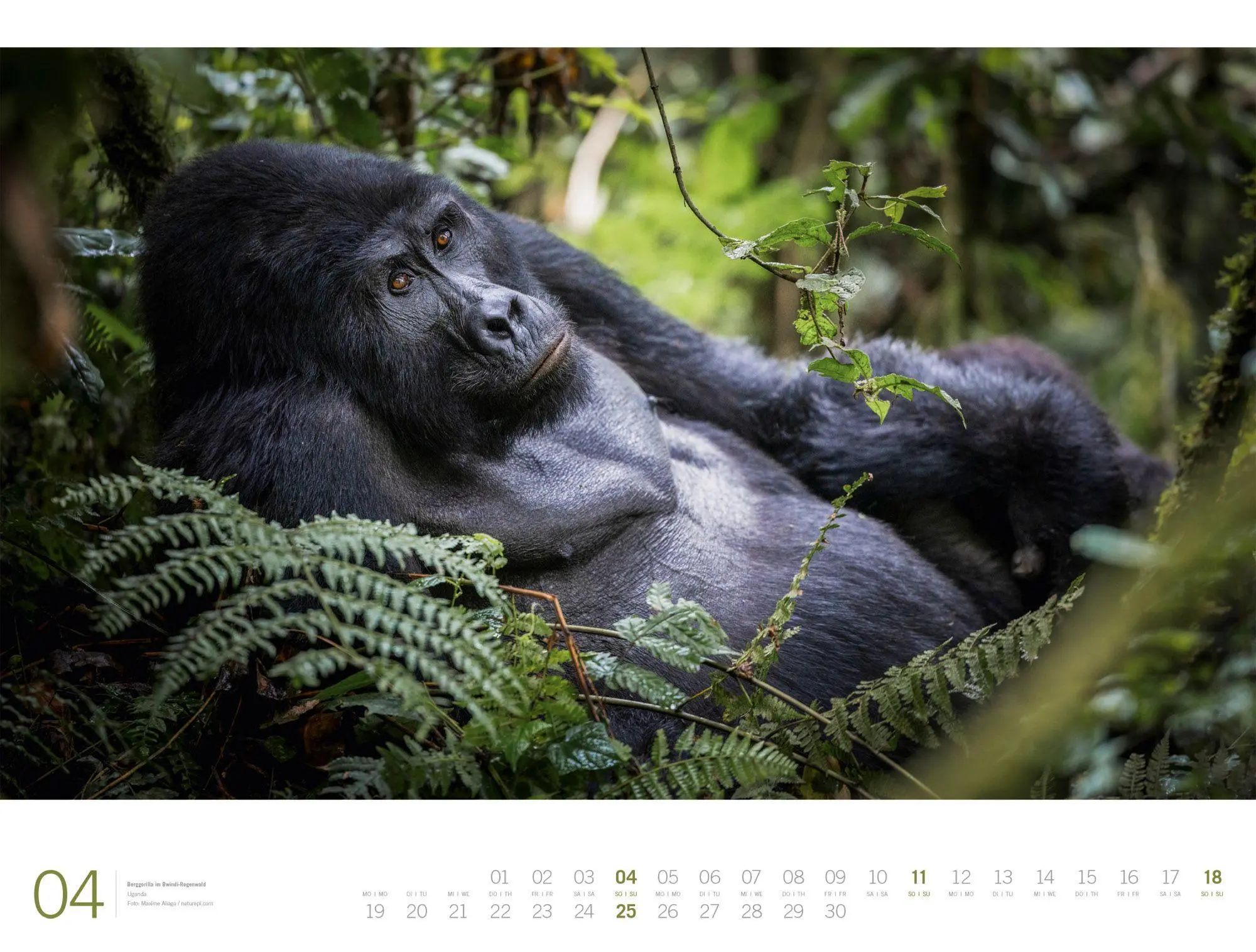 Bild: 9783838437132 | Afrika Gallery Kalender 2027 | Ackermann Kunstverlag GmbH | Kalender