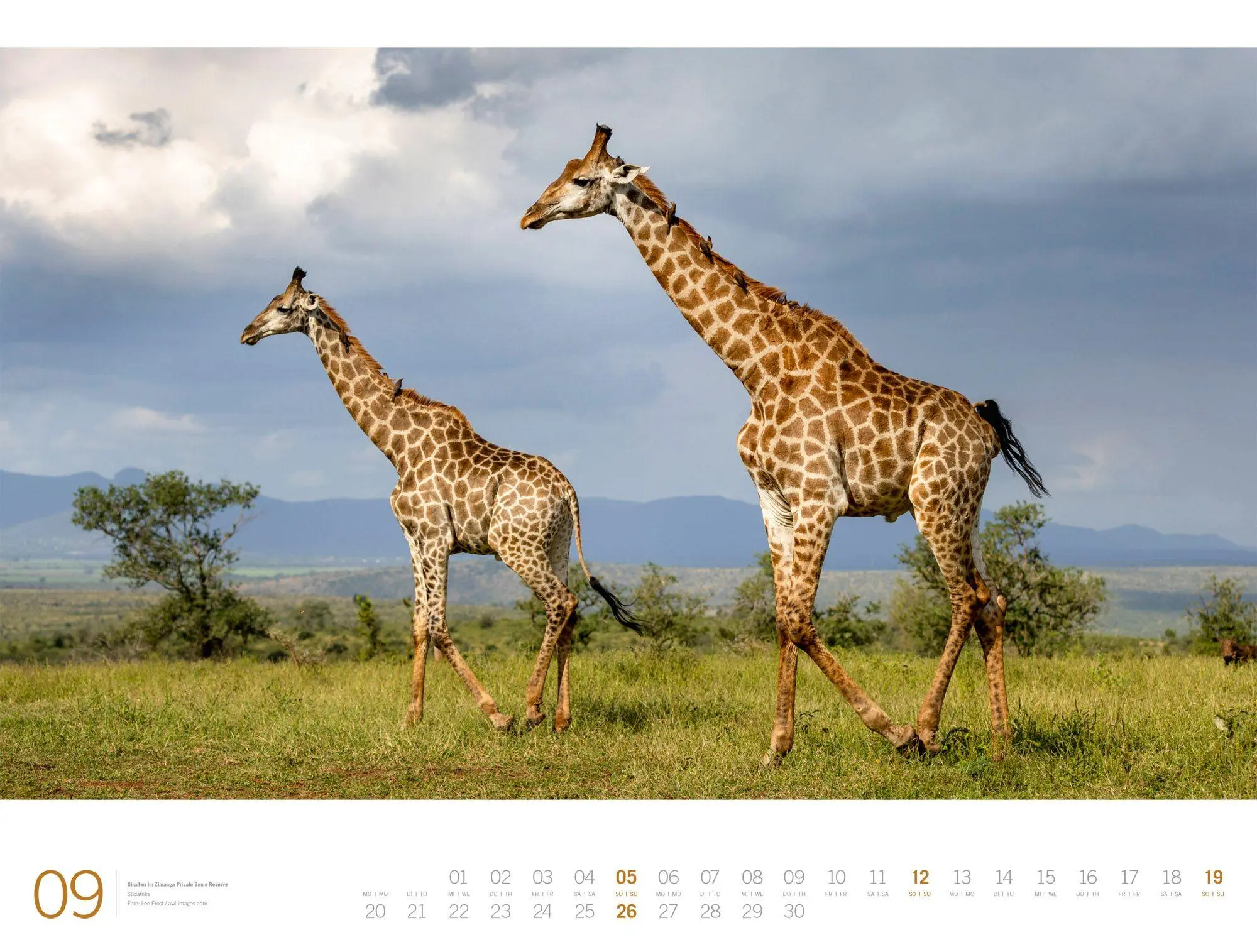 Bild: 9783838437132 | Afrika Gallery Kalender 2027 | Ackermann Kunstverlag GmbH | Kalender