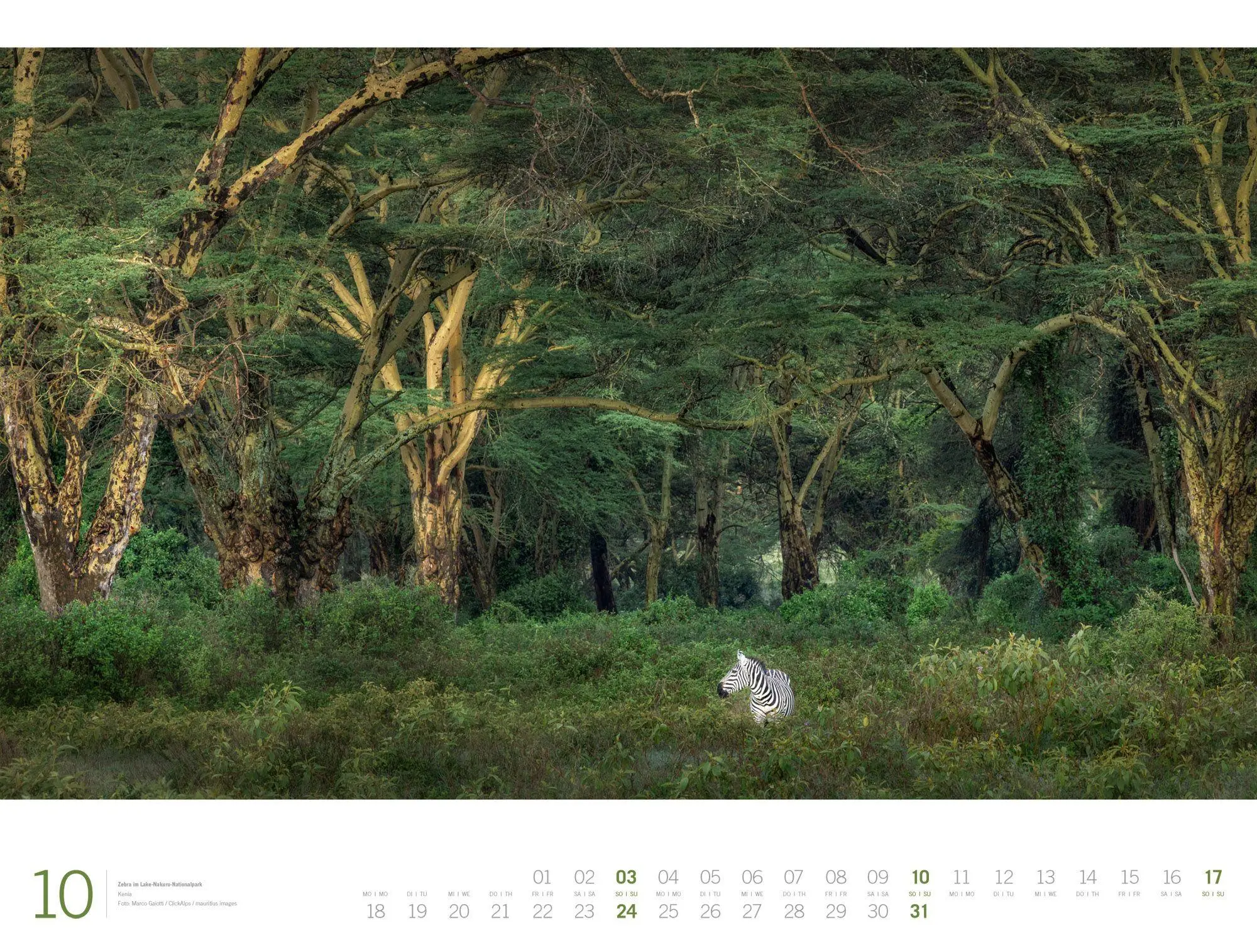 Bild: 9783838437132 | Afrika Gallery Kalender 2027 | Ackermann Kunstverlag GmbH | Kalender