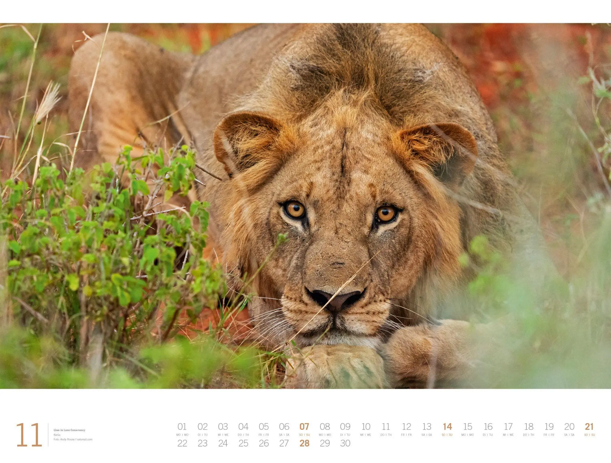 Bild: 9783838437132 | Afrika Gallery Kalender 2027 | Ackermann Kunstverlag GmbH | Kalender