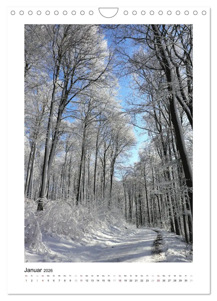 Bild: 9783516367232 | Mein Sehnsuchtsort, der Wald (Wandkalender 2026 DIN A4 hoch),...