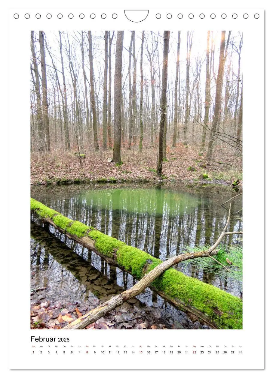 Bild: 9783516367232 | Mein Sehnsuchtsort, der Wald (Wandkalender 2026 DIN A4 hoch),...