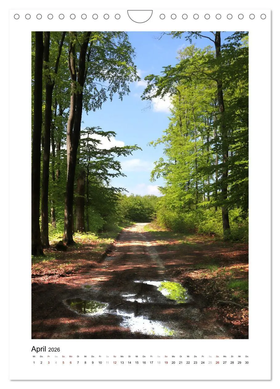 Bild: 9783516367232 | Mein Sehnsuchtsort, der Wald (Wandkalender 2026 DIN A4 hoch),...