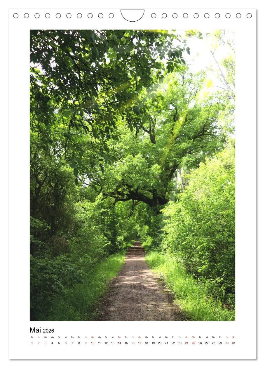 Bild: 9783516367232 | Mein Sehnsuchtsort, der Wald (Wandkalender 2026 DIN A4 hoch),...