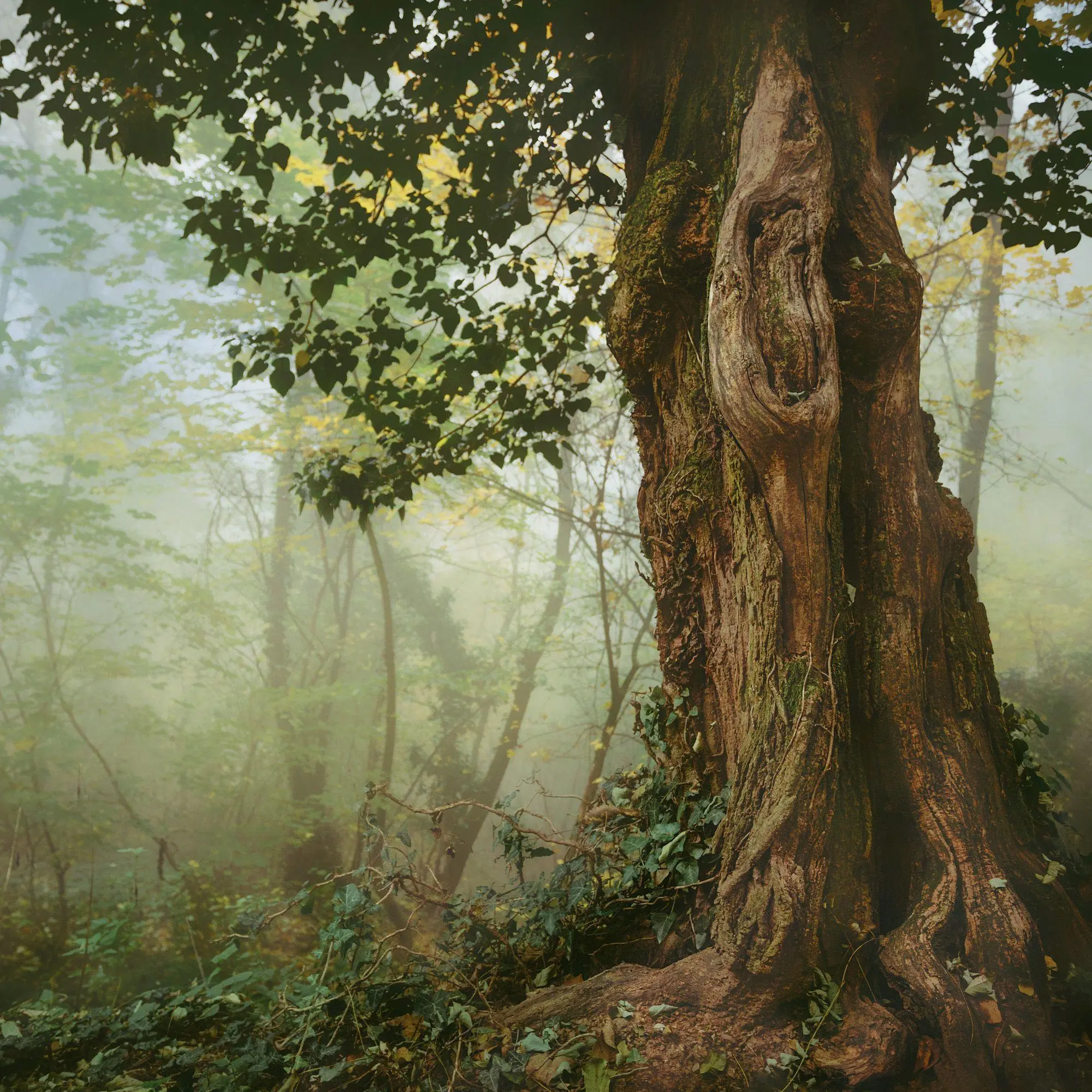 Bild: 9783959297332 | Die Kraft der Bäume / The Power of Trees 2027 | Kalender 2027 | 28 S.