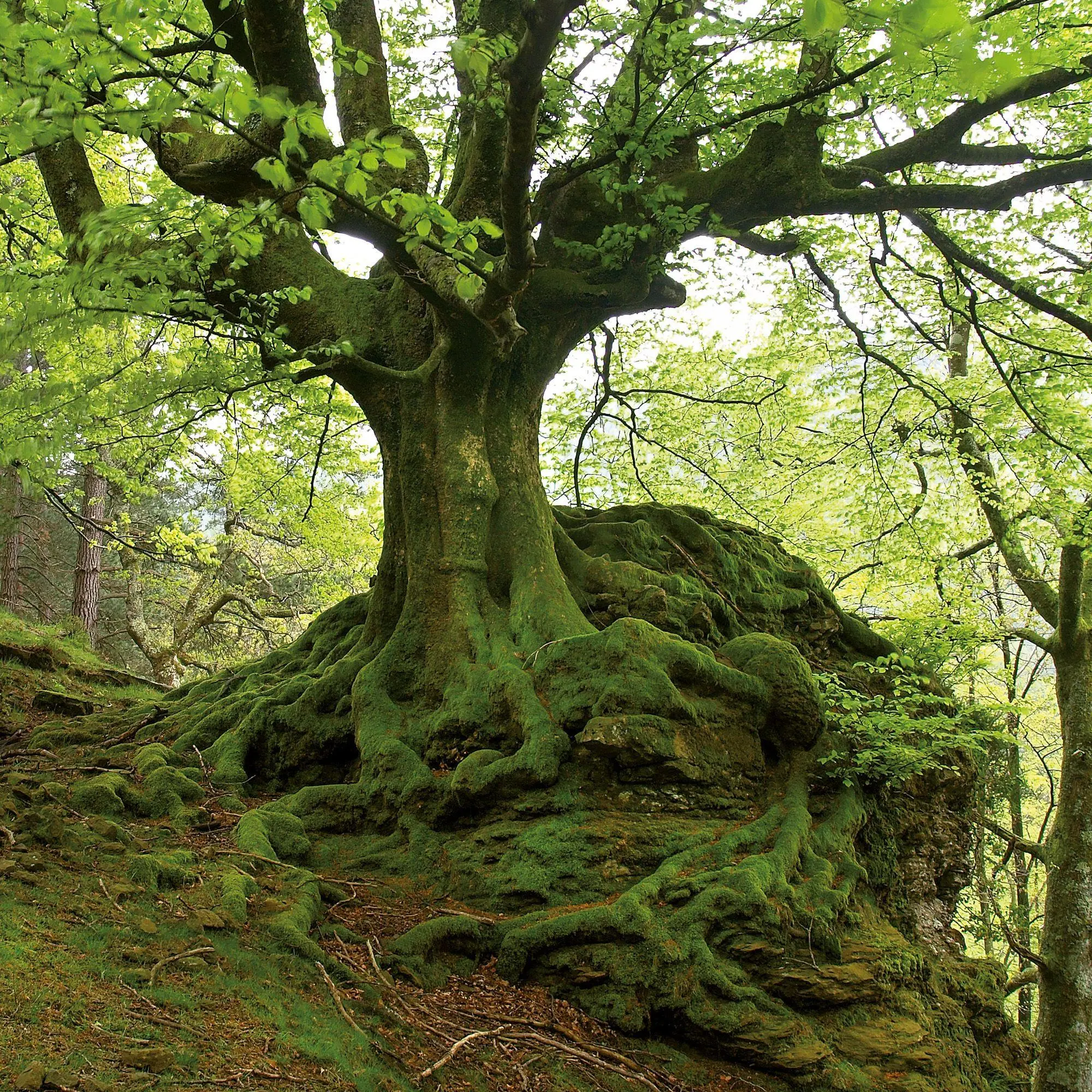 Bild: 9783959297332 | Die Kraft der Bäume / The Power of Trees 2027 | Kalender 2027 | 28 S.