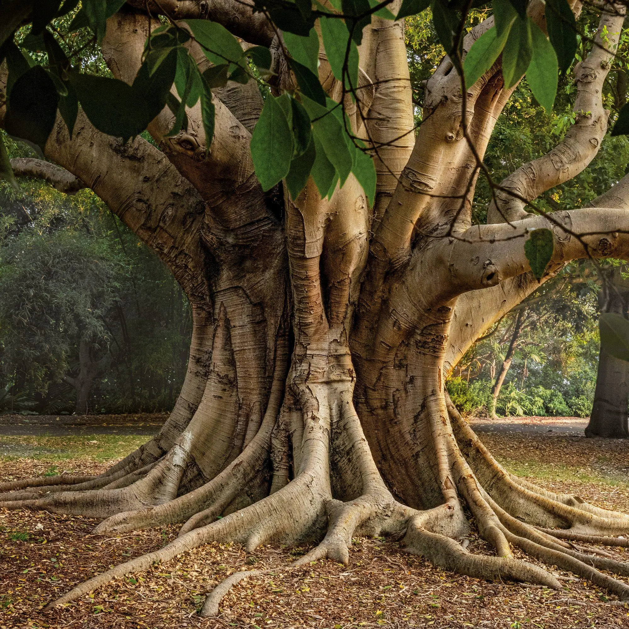 Bild: 9783959297332 | Die Kraft der Bäume / The Power of Trees 2027 | Kalender 2027 | 28 S.