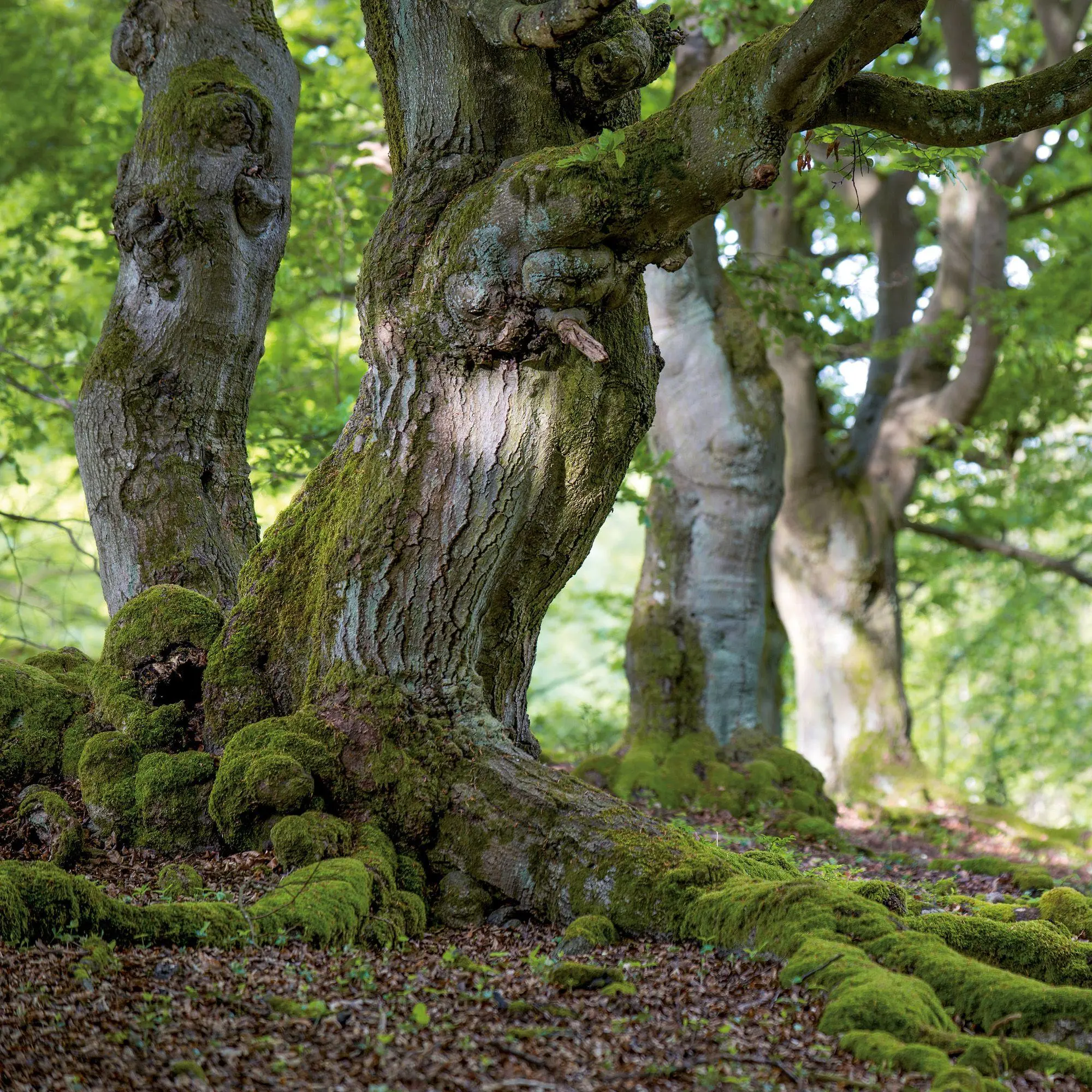 Bild: 9783959297332 | Die Kraft der Bäume / The Power of Trees 2027 | Kalender 2027 | 28 S.