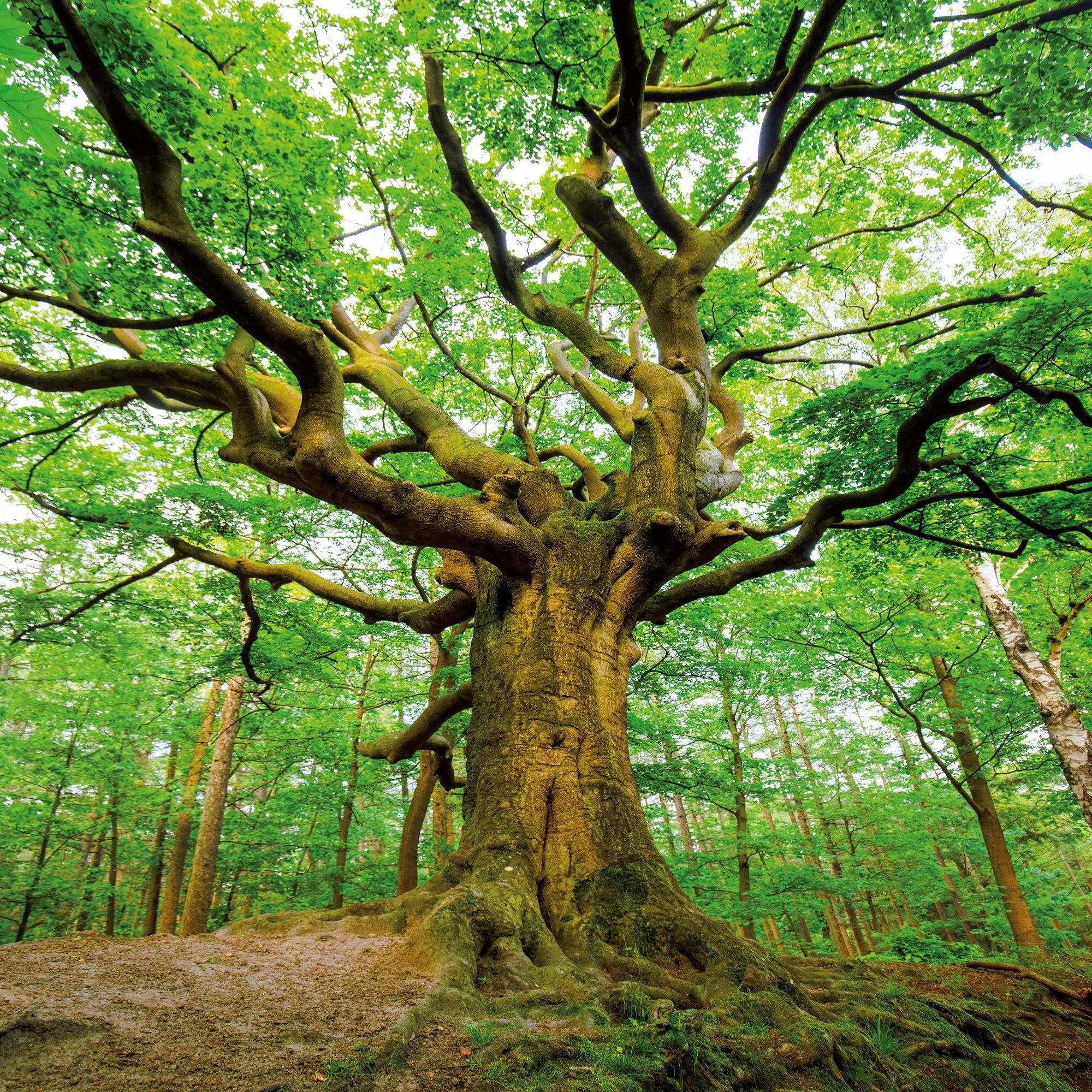 Bild: 9783959297332 | Die Kraft der Bäume / The Power of Trees 2027 | Kalender 2027 | 28 S.