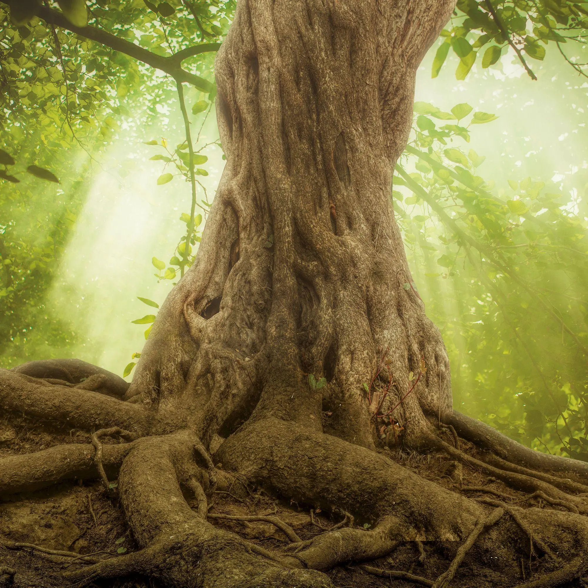 Bild: 9783959297332 | Die Kraft der Bäume / The Power of Trees 2027 | Kalender 2027 | 28 S.