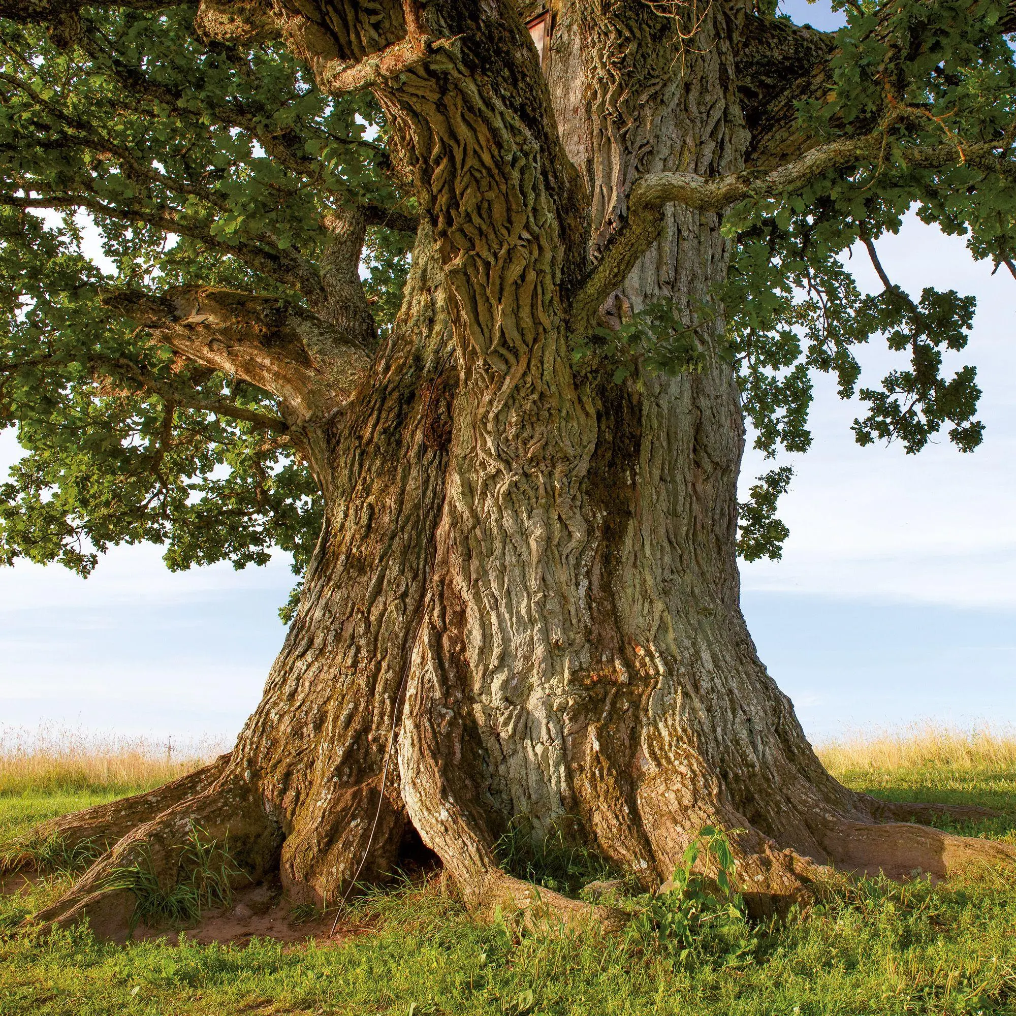 Bild: 9783959297332 | Die Kraft der Bäume / The Power of Trees 2027 | Kalender 2027 | 28 S.
