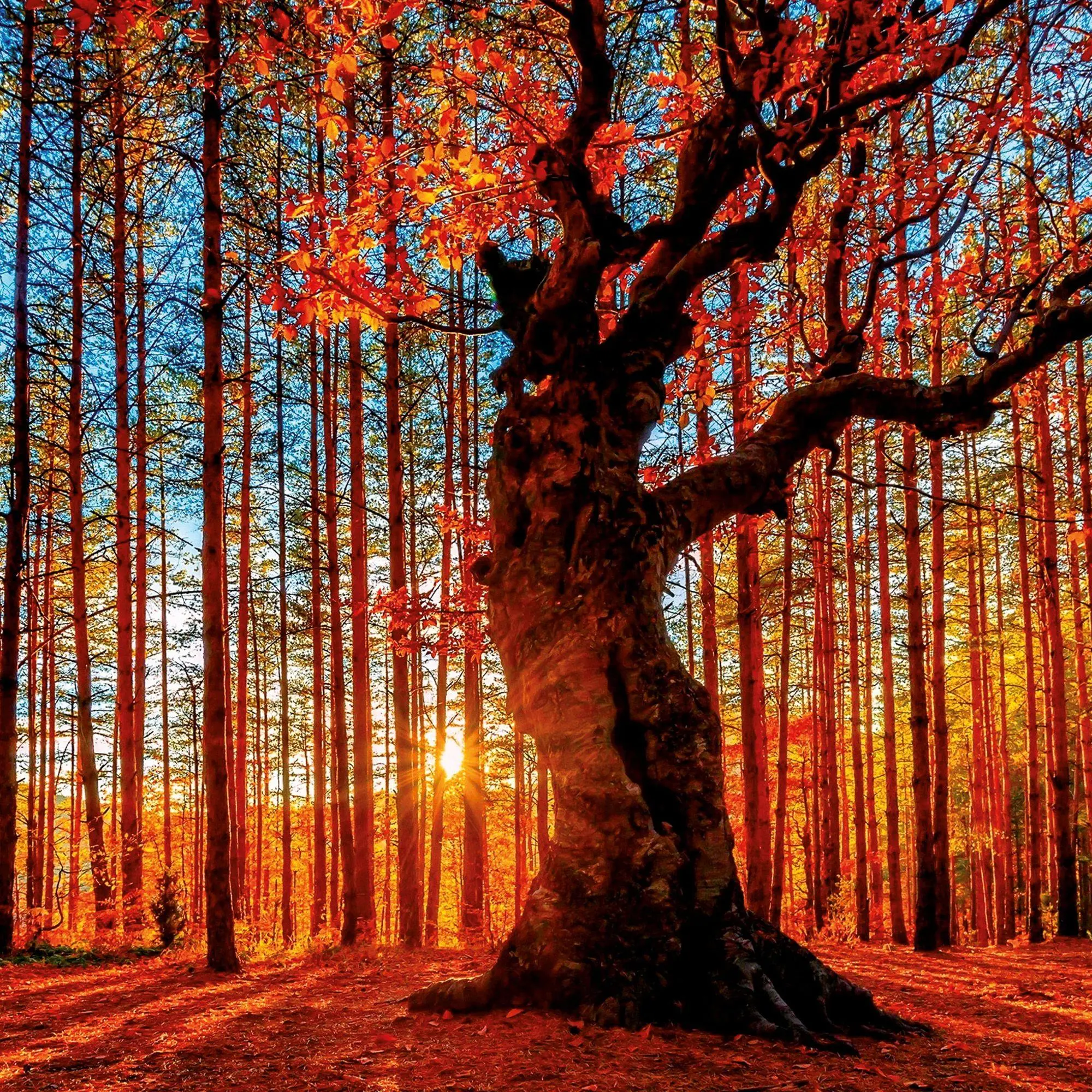 Bild: 9783959297332 | Die Kraft der Bäume / The Power of Trees 2027 | Kalender 2027 | 28 S.