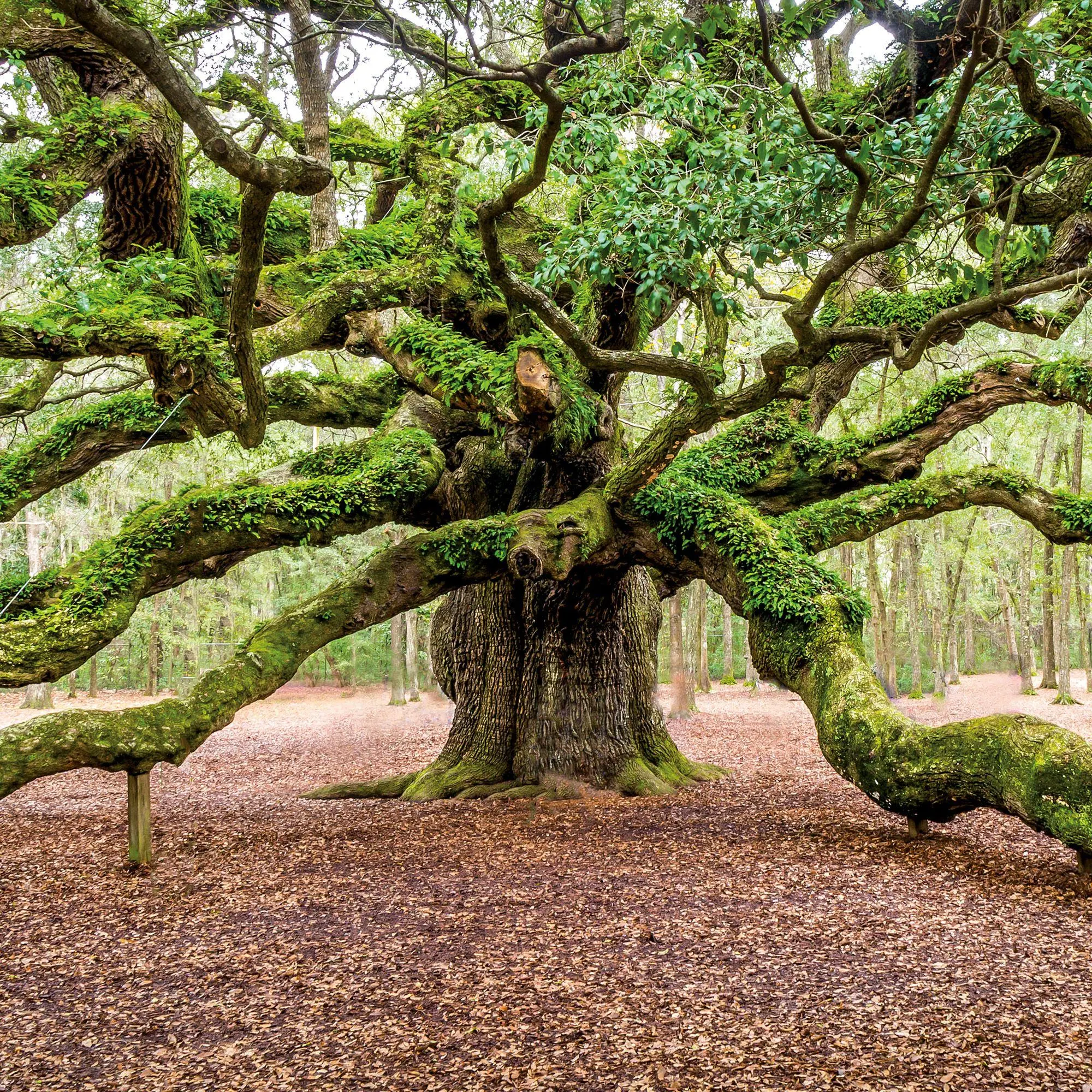 Bild: 9783959297332 | Die Kraft der Bäume / The Power of Trees 2027 | Kalender 2027 | 28 S.