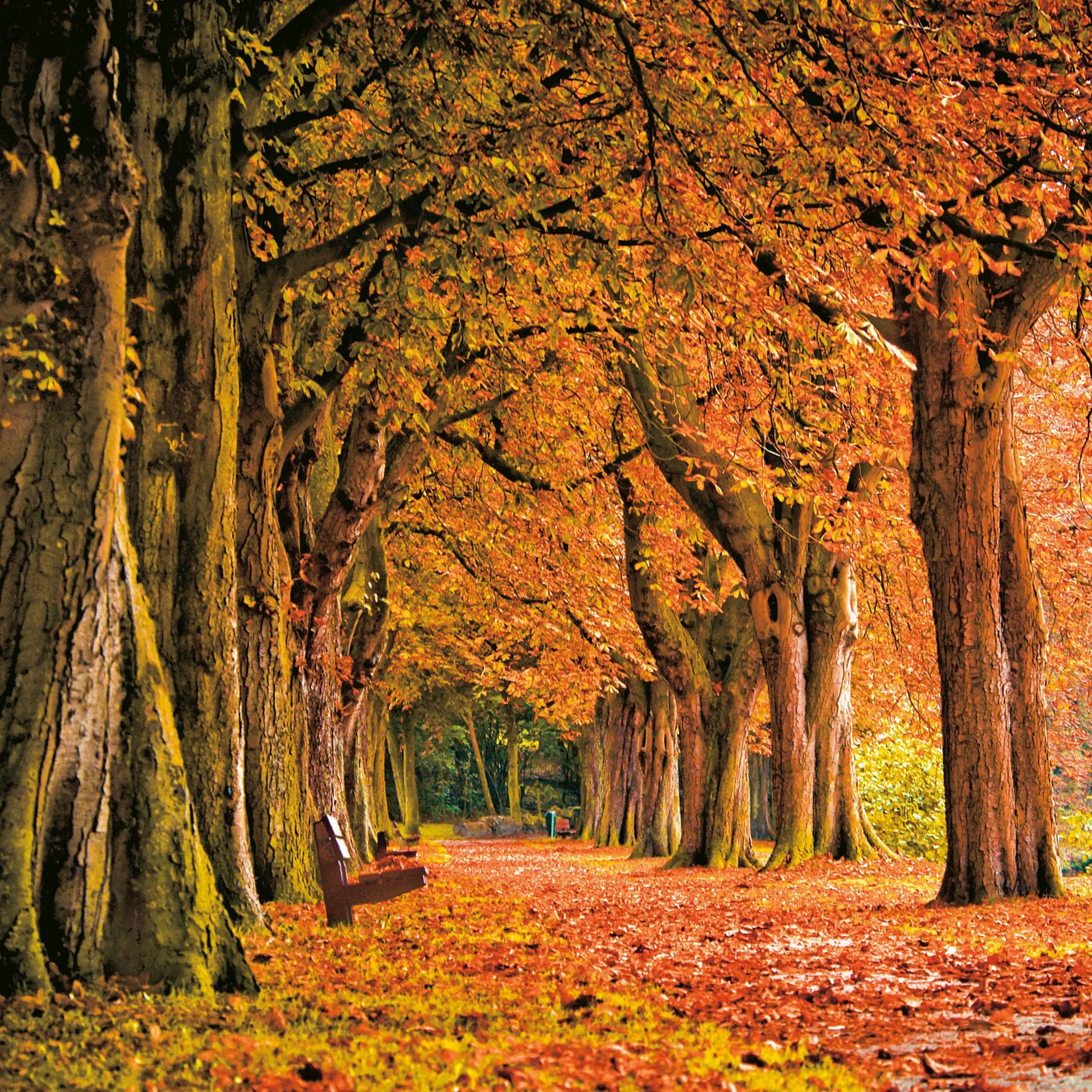 Bild: 9783959297332 | Die Kraft der Bäume / The Power of Trees 2027 | Kalender 2027 | 28 S.