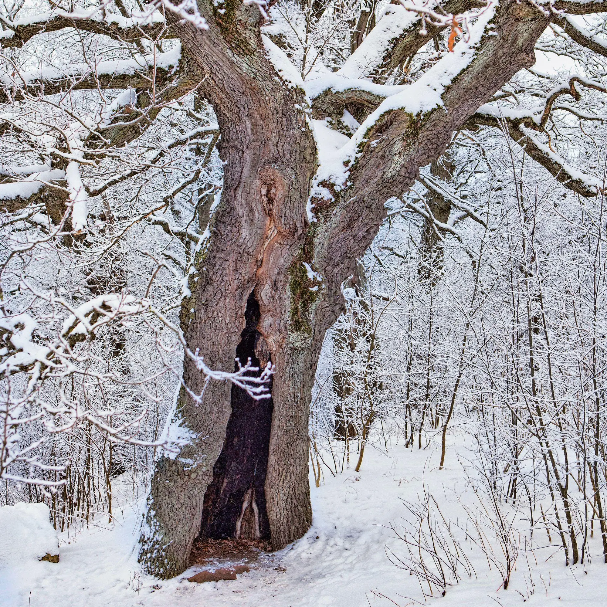 Bild: 9783959297332 | Die Kraft der Bäume / The Power of Trees 2027 | Kalender 2027 | 28 S.