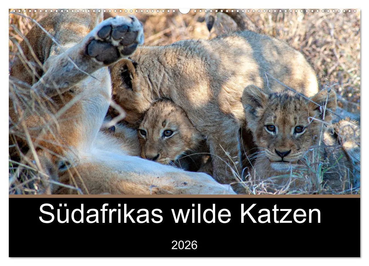 Cover: 9783457637432 | Südafrikas wilde Katzen (Wandkalender 2026 DIN A2 quer), CALVENDO...