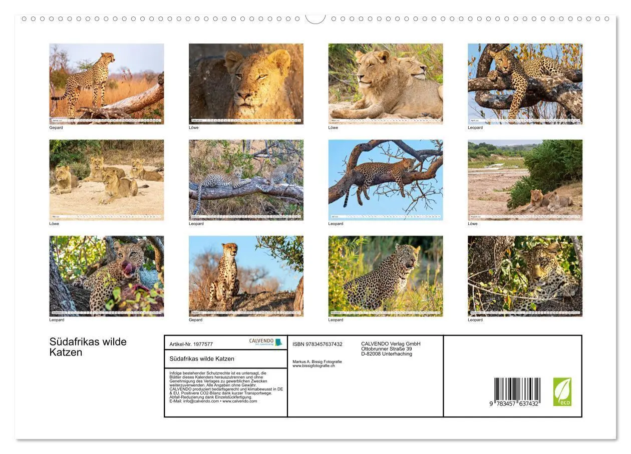Bild: 9783457637432 | Südafrikas wilde Katzen (Wandkalender 2026 DIN A2 quer), CALVENDO...