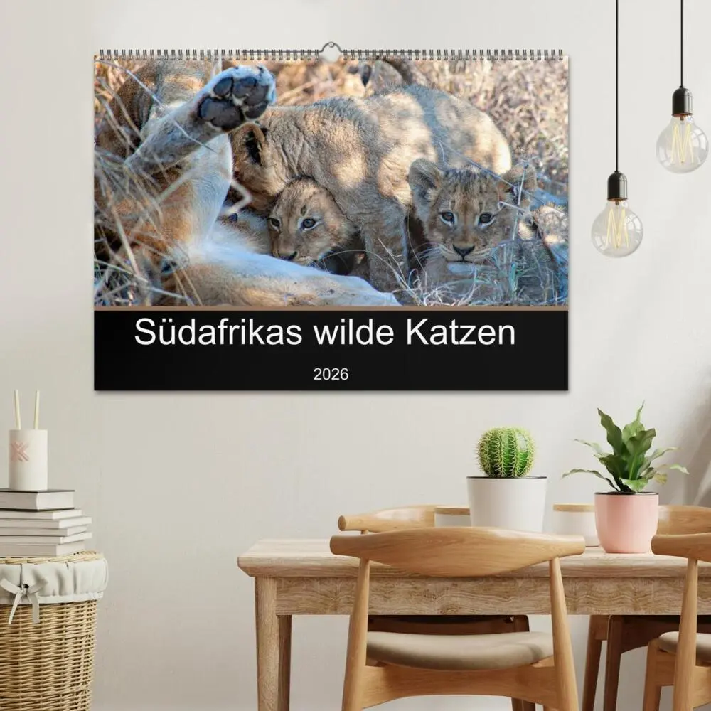 Bild: 9783457637432 | Südafrikas wilde Katzen (Wandkalender 2026 DIN A2 quer), CALVENDO...