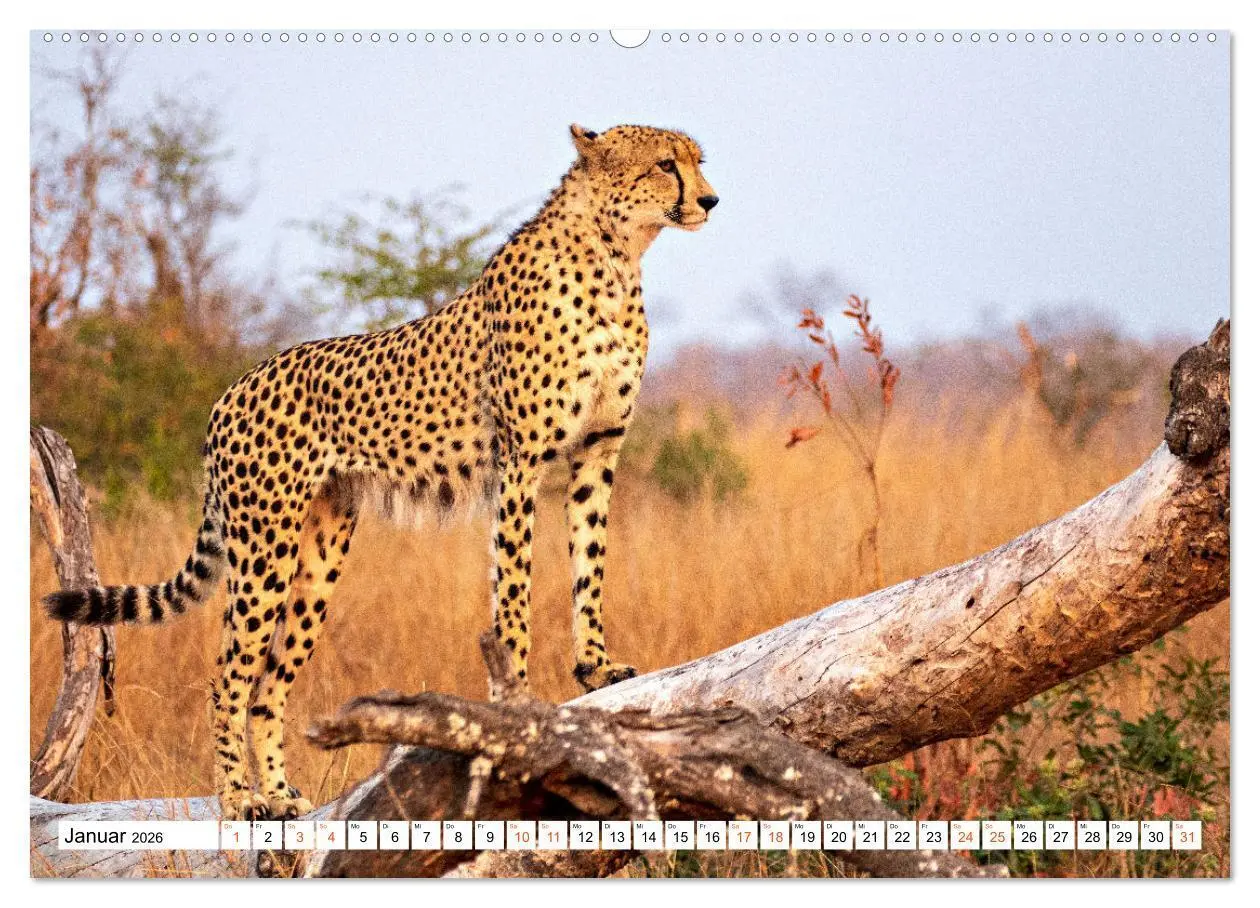 Bild: 9783457637432 | Südafrikas wilde Katzen (Wandkalender 2026 DIN A2 quer), CALVENDO...