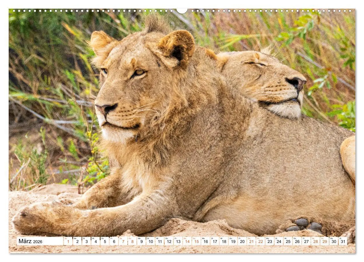 Bild: 9783457637432 | Südafrikas wilde Katzen (Wandkalender 2026 DIN A2 quer), CALVENDO...