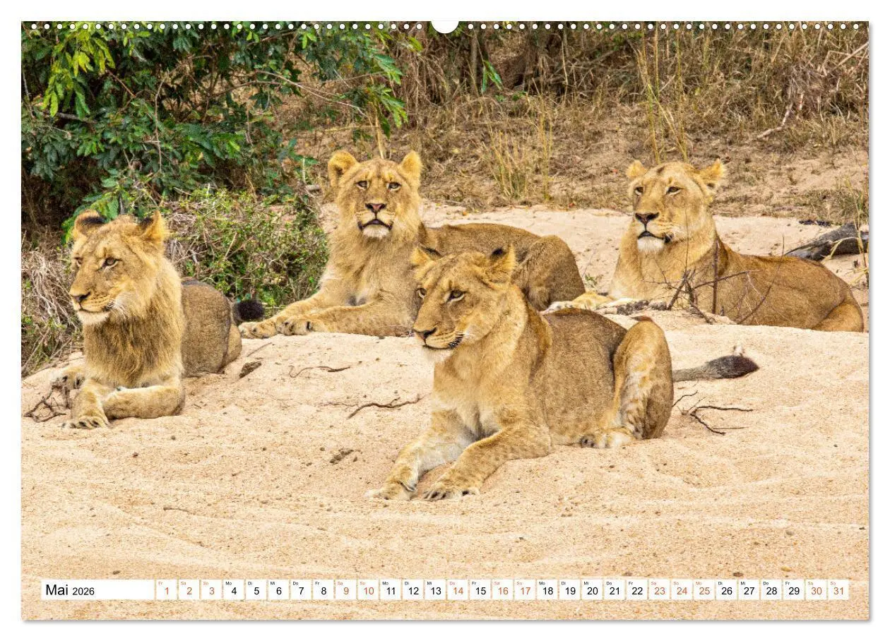 Bild: 9783457637432 | Südafrikas wilde Katzen (Wandkalender 2026 DIN A2 quer), CALVENDO...