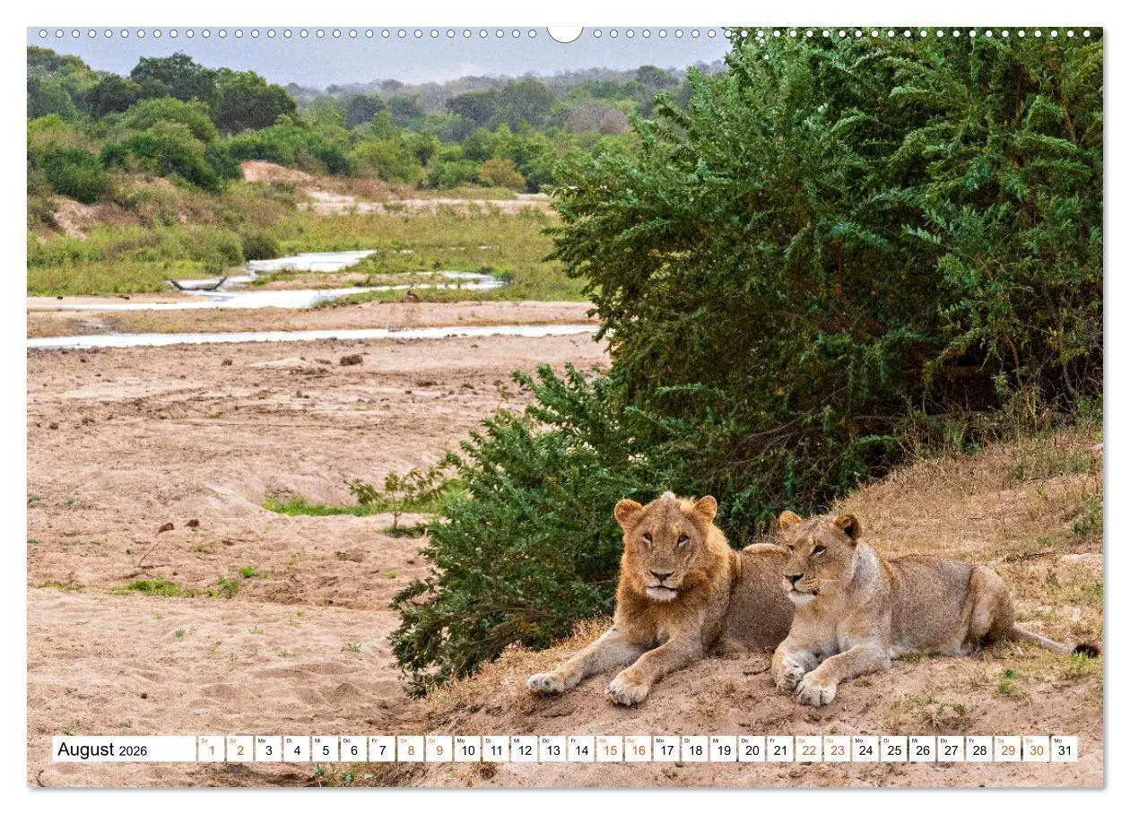 Bild: 9783457637432 | Südafrikas wilde Katzen (Wandkalender 2026 DIN A2 quer), CALVENDO...
