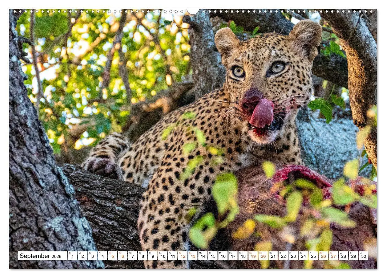 Bild: 9783457637432 | Südafrikas wilde Katzen (Wandkalender 2026 DIN A2 quer), CALVENDO...