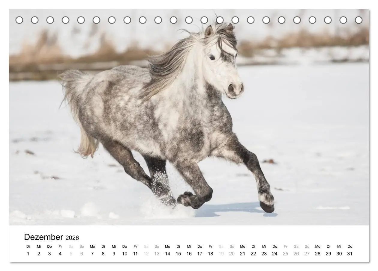 Bild: 9783516037432 | Pferde - Magdalena Strakova (Tischkalender 2026 DIN A5 quer),...