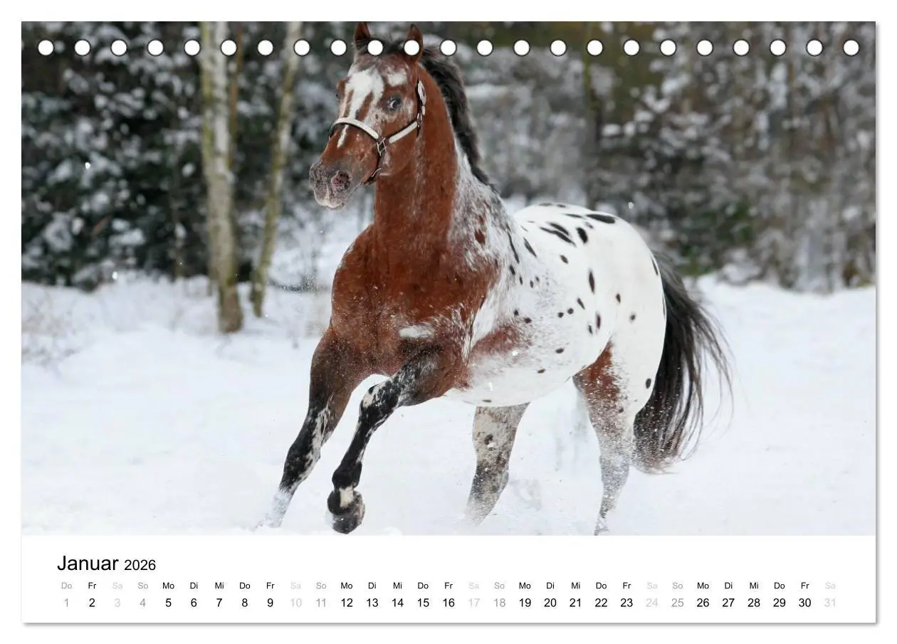 Bild: 9783516037432 | Pferde - Magdalena Strakova (Tischkalender 2026 DIN A5 quer),...