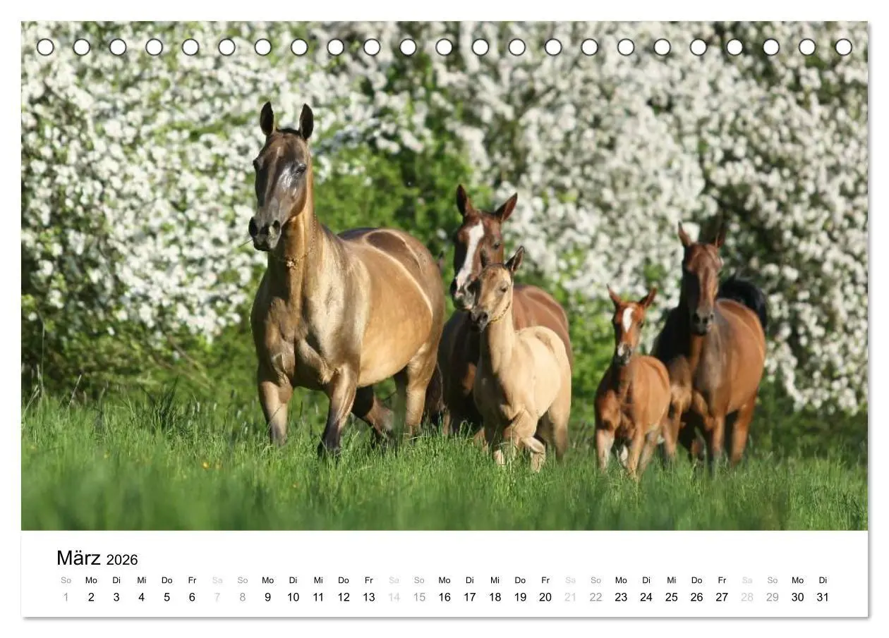 Bild: 9783516037432 | Pferde - Magdalena Strakova (Tischkalender 2026 DIN A5 quer),...