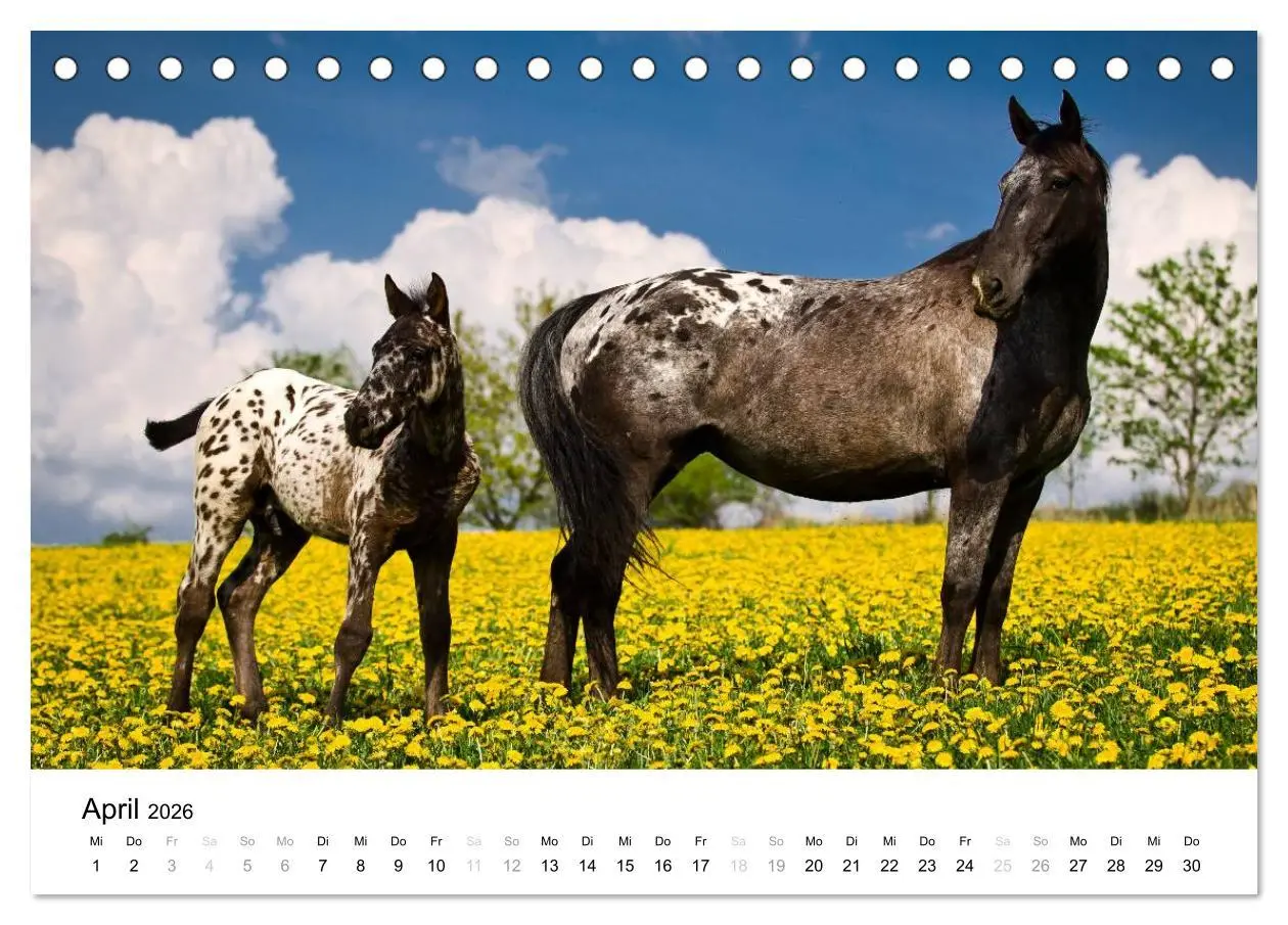 Bild: 9783516037432 | Pferde - Magdalena Strakova (Tischkalender 2026 DIN A5 quer),...