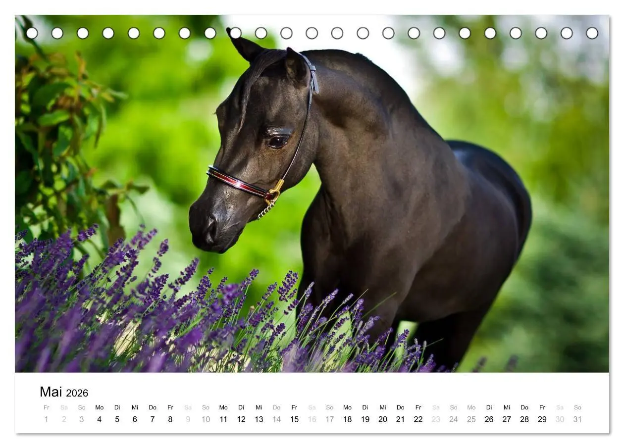 Bild: 9783516037432 | Pferde - Magdalena Strakova (Tischkalender 2026 DIN A5 quer),...