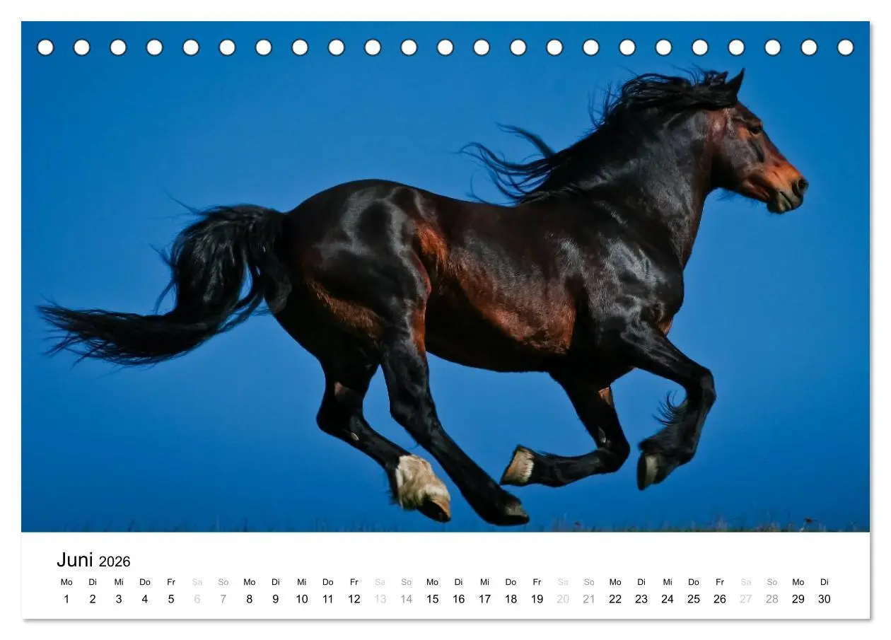 Bild: 9783516037432 | Pferde - Magdalena Strakova (Tischkalender 2026 DIN A5 quer),...