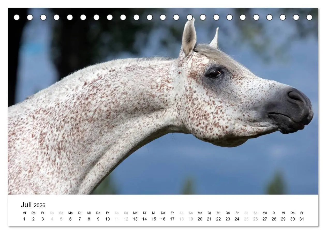 Bild: 9783516037432 | Pferde - Magdalena Strakova (Tischkalender 2026 DIN A5 quer),...