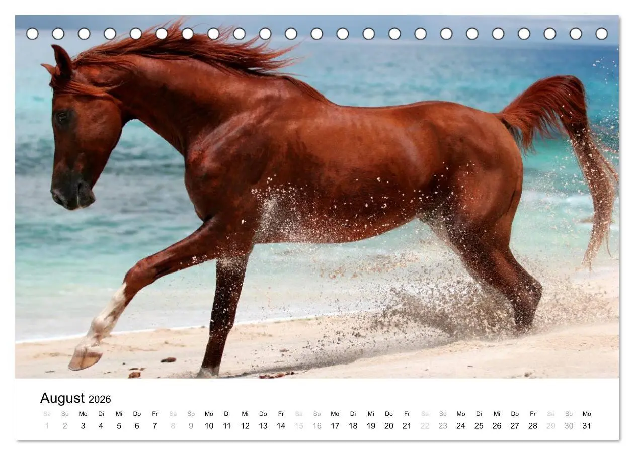 Bild: 9783516037432 | Pferde - Magdalena Strakova (Tischkalender 2026 DIN A5 quer),...