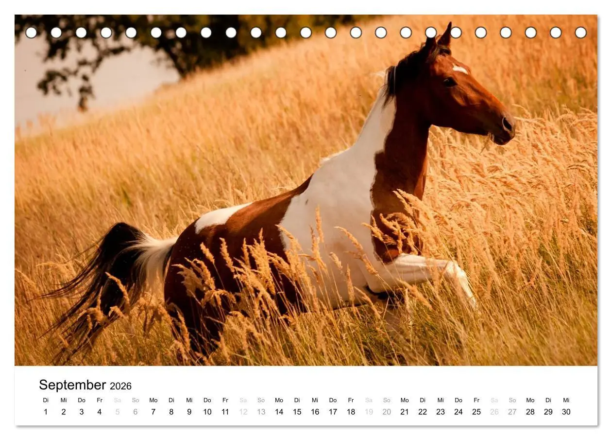 Bild: 9783516037432 | Pferde - Magdalena Strakova (Tischkalender 2026 DIN A5 quer),...
