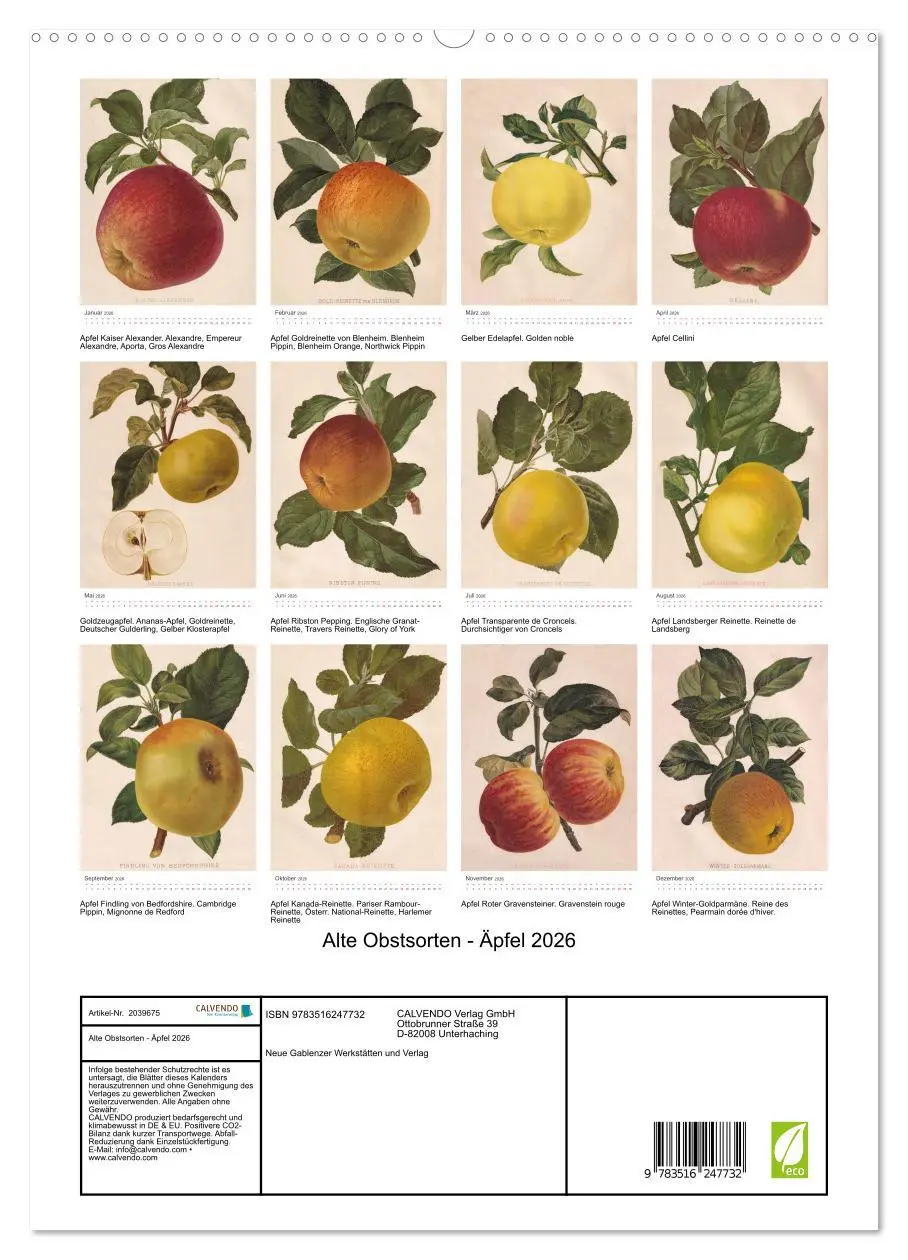 Bild: 9783516247732 | Alte Obstsorten - Äpfel 2026 (hochwertiger Premium Wandkalender...