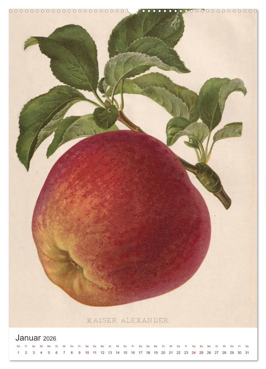 Bild: 9783516247732 | Alte Obstsorten - Äpfel 2026 (hochwertiger Premium Wandkalender...