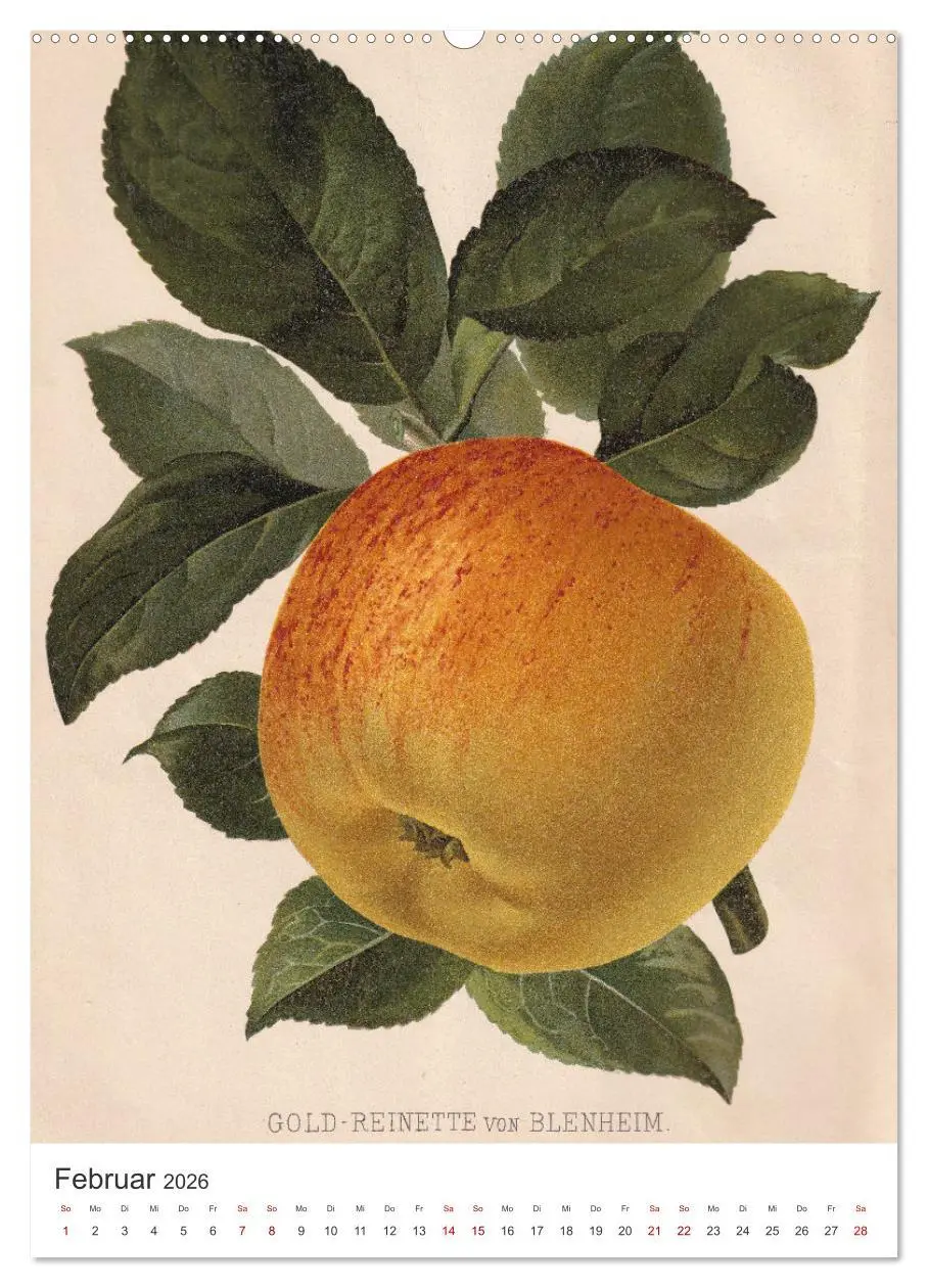 Bild: 9783516247732 | Alte Obstsorten - Äpfel 2026 (hochwertiger Premium Wandkalender...