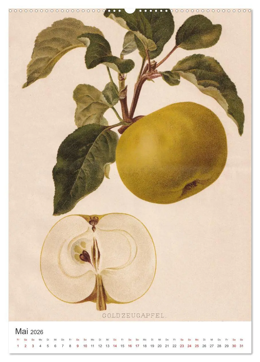 Bild: 9783516247732 | Alte Obstsorten - Äpfel 2026 (hochwertiger Premium Wandkalender...