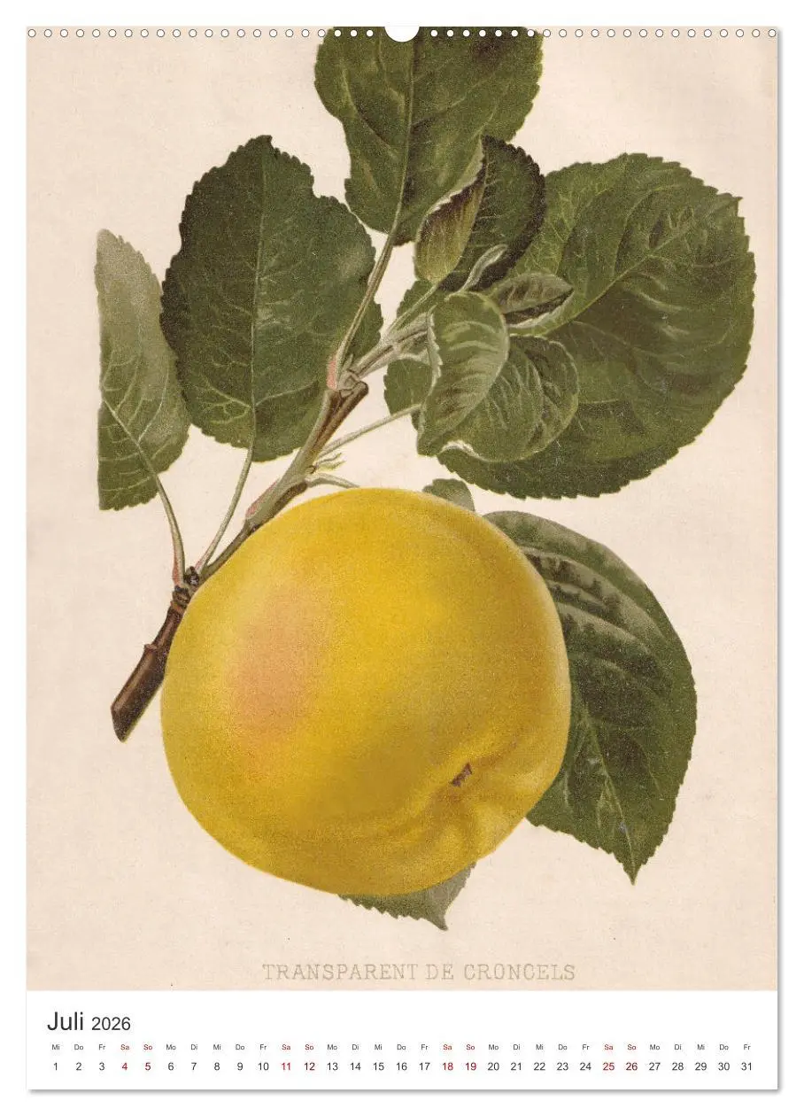 Bild: 9783516247732 | Alte Obstsorten - Äpfel 2026 (hochwertiger Premium Wandkalender...