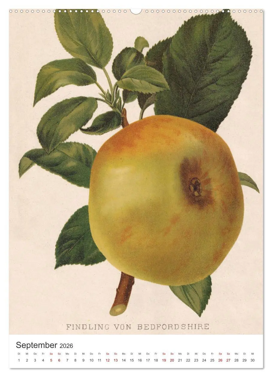 Bild: 9783516247732 | Alte Obstsorten - Äpfel 2026 (hochwertiger Premium Wandkalender...