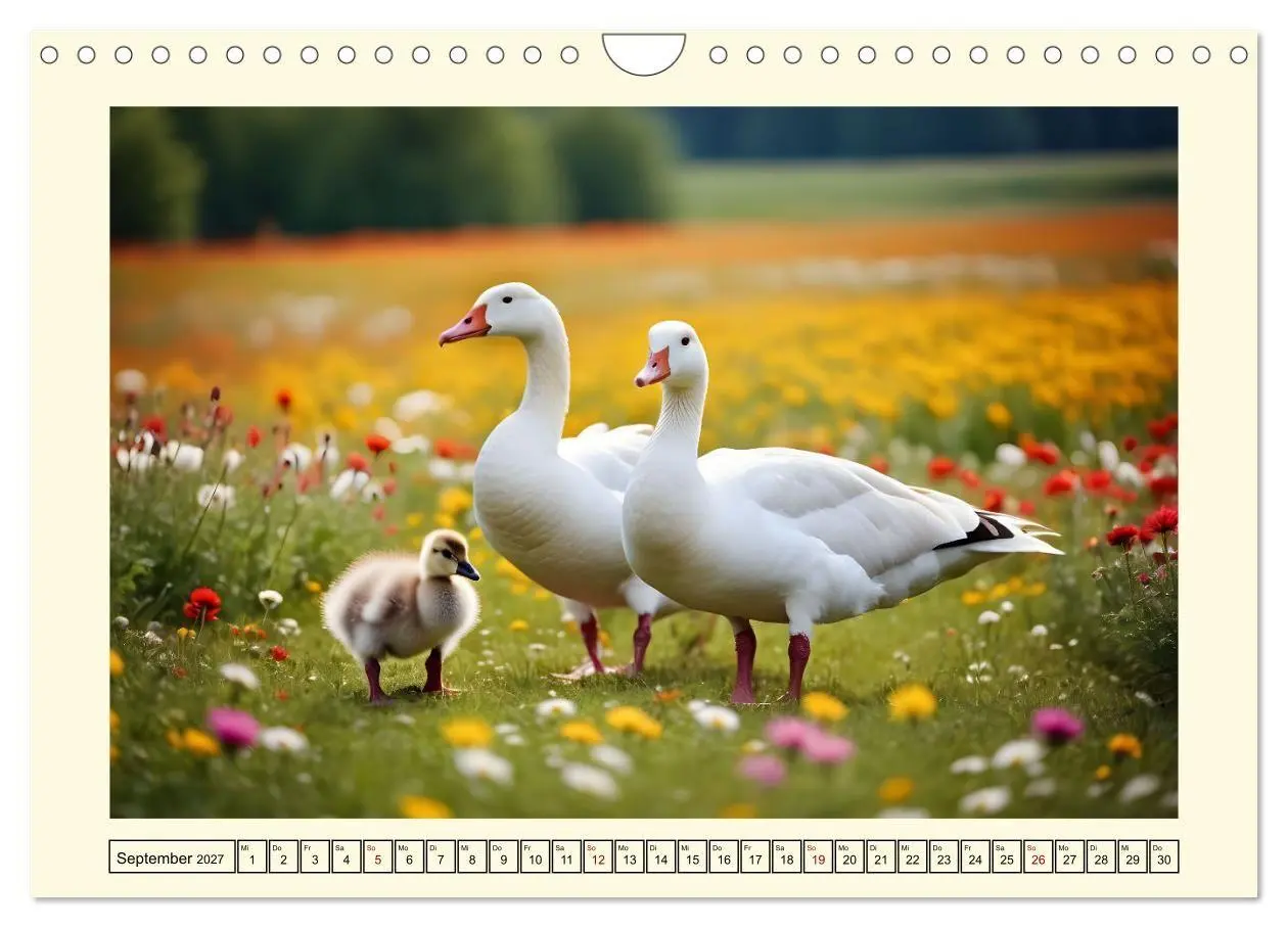 Bild: 9783569017832 | Glückliches Geflügel (Wandkalender 2027 DIN A4 quer), CALVENDO...