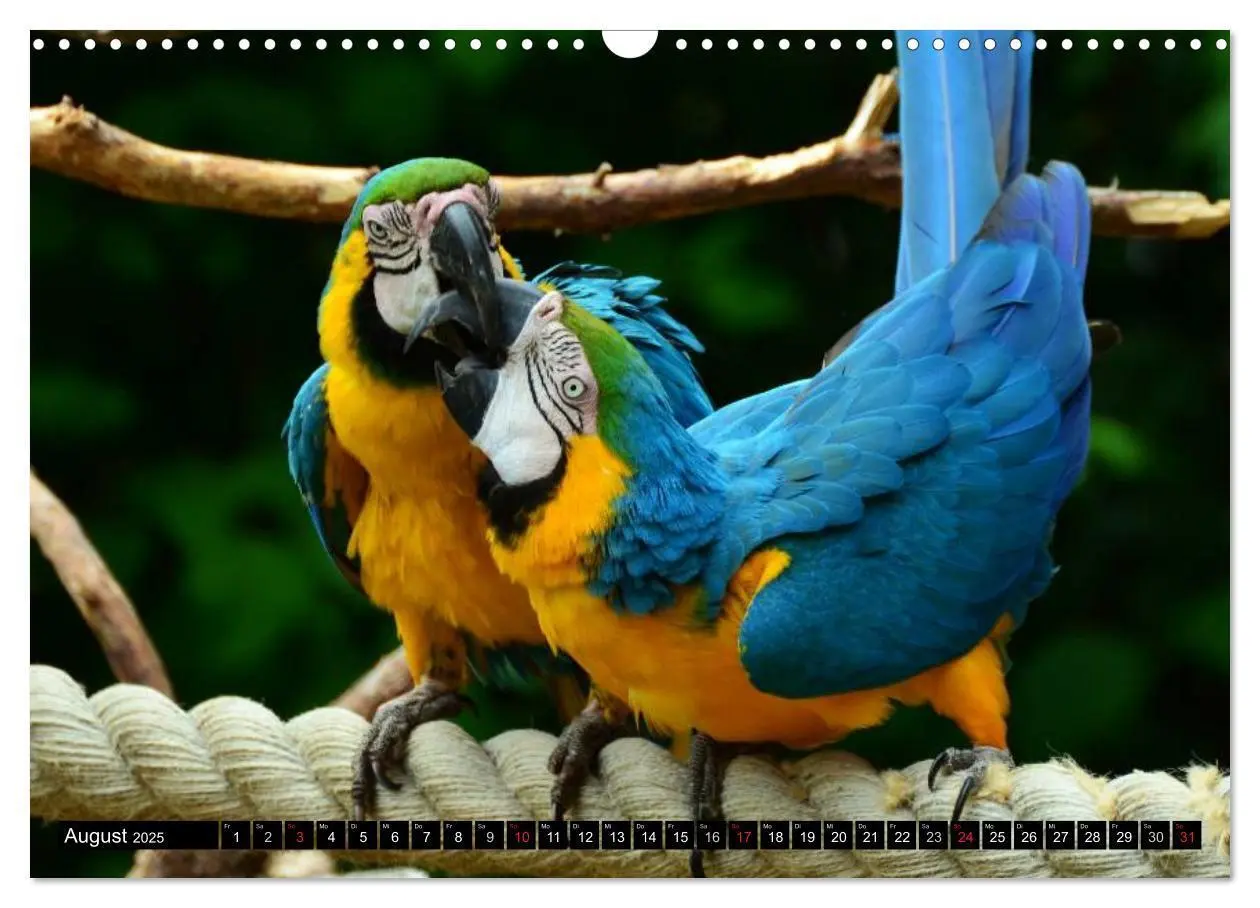 Bild: 9783435737932 | Papageien. Bunt, laut und klug (Wandkalender 2025 DIN A3 quer),...