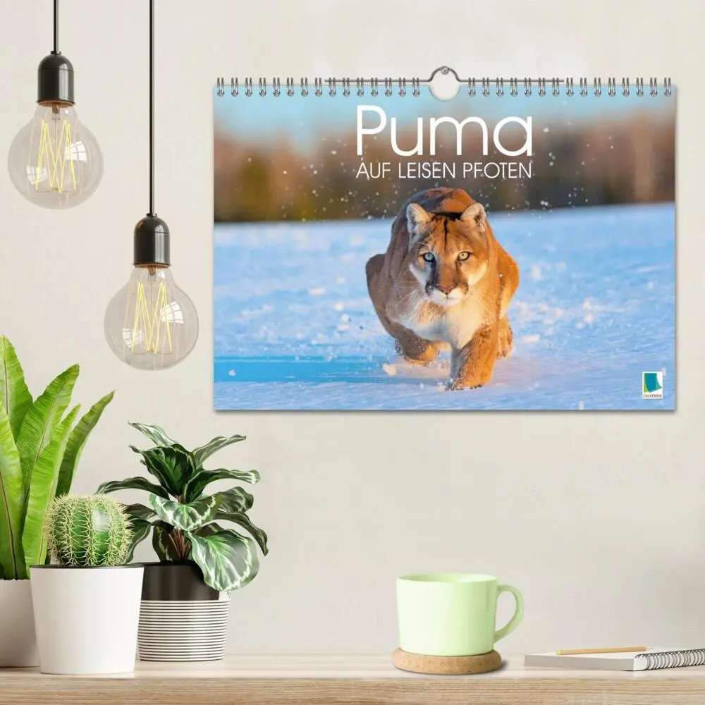 Bild: 9783383778032 | Puma: Auf leisen Pfoten (Wandkalender 2025 DIN A4 quer), CALVENDO...