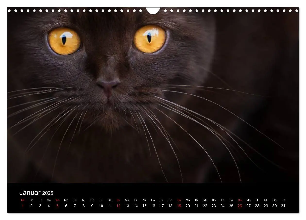 Bild: 9783435488032 | Schokoladige Britisch Kurzhaar Katzen (Wandkalender 2025 DIN A3...