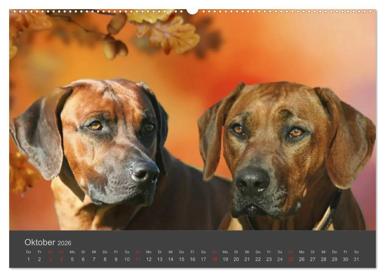 Bild: 9783457718032 | HUNDE LEBEN IST BUNT (hochwertiger Premium Wandkalender 2026 DIN A2...