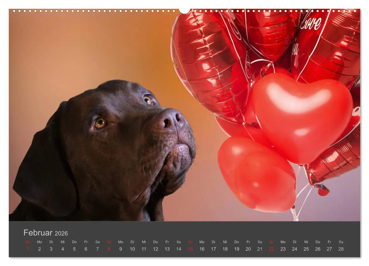 Bild: 9783457718032 | HUNDE LEBEN IST BUNT (hochwertiger Premium Wandkalender 2026 DIN A2...