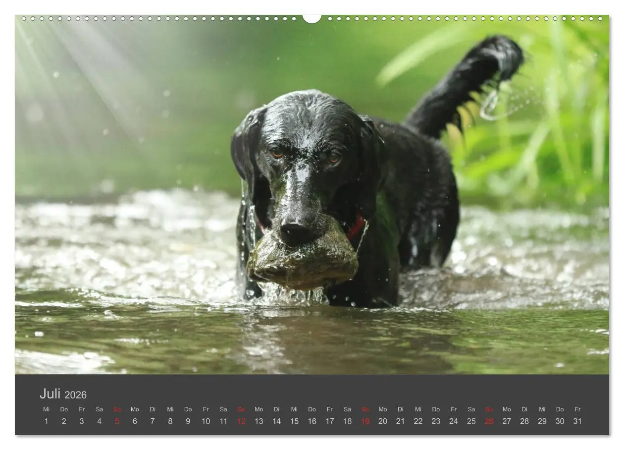 Bild: 9783457718032 | HUNDE LEBEN IST BUNT (hochwertiger Premium Wandkalender 2026 DIN A2...